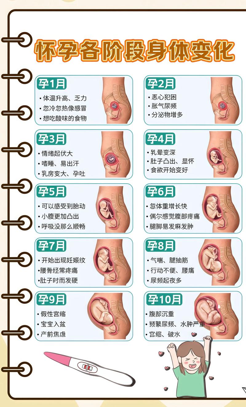 揭秘供卵代孕妈妈怀孕小腹分两节，孕期变化的奥秘海东代生机构: